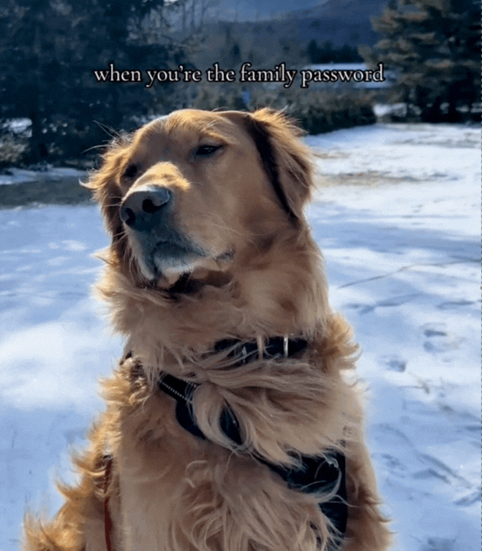 A Golden Retriever wearing a black harness sits stoically with eyes partly closed, fur blowing in the breeze. The dog looks to the right. Snowy ground with footprints, trees, a distant barn, and mountains under a blue sky with light clouds in the background. Overlaid text reads: "when you're the family password" just above the dogs head.